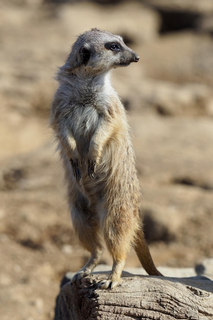 Suricata em guarda Meerkat curioso Suricata suricatta