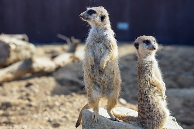 Suricata em guarda meerkat curioso suricata suricatta