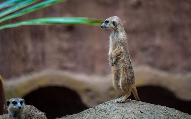 Suricata Fauna Animal En Parque Natural