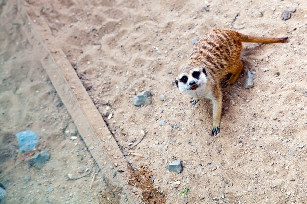 Suricata fofa em um zoológico natural