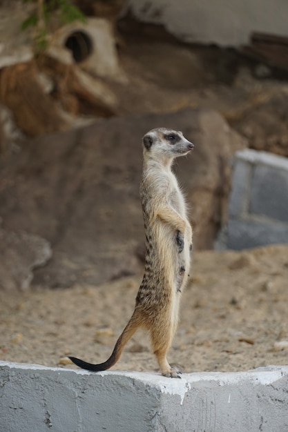 Suricata hembra de pie lateral en el borde del cemento en la cueva de roca de arena, vida animal