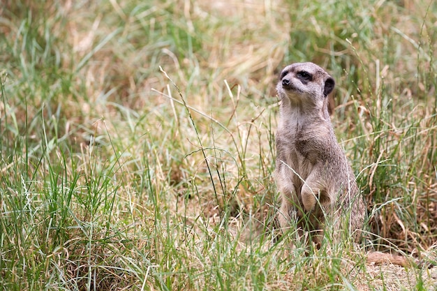 Suricata en la hierba