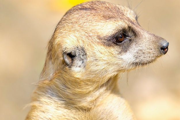 Foto una suricata marrón