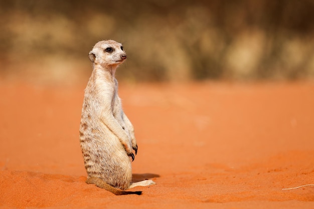 Suricata o sentada en la arena en el desierto de Kalahari Namibia