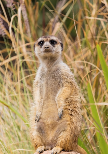 Suricata o suricate de pie sobre una roca en el bosque