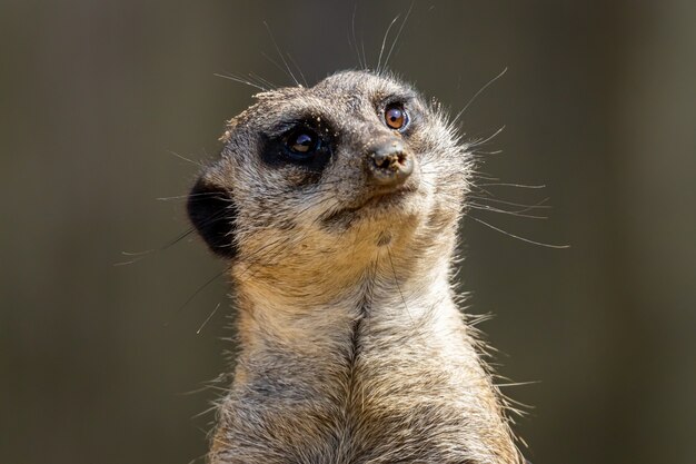 Suricata o suricate retrato de cerca