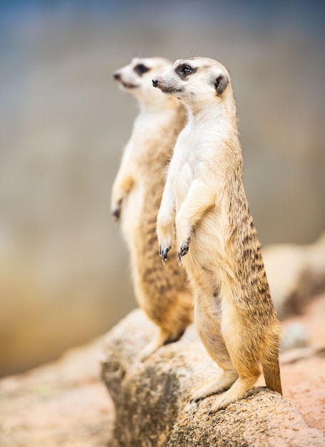 Suricata pareja