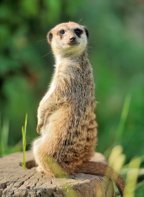 Una suricata de pie y mirando alerta.