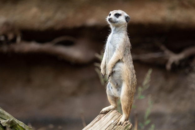 Suricata de pie sobre un guardia Suricata curiosa Suricata suricatta