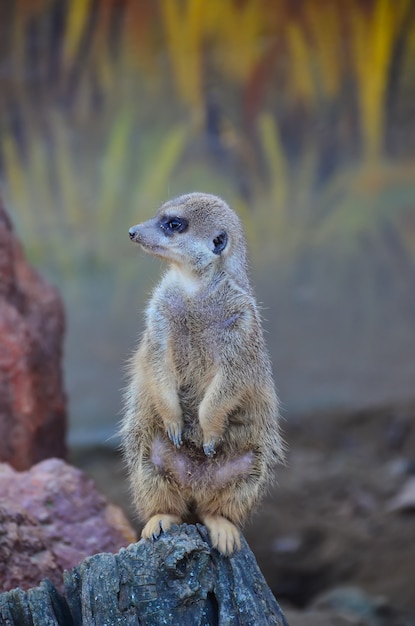 Suricata de pie sobre una roca