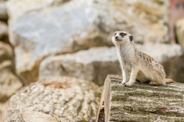 Una suricata que mira