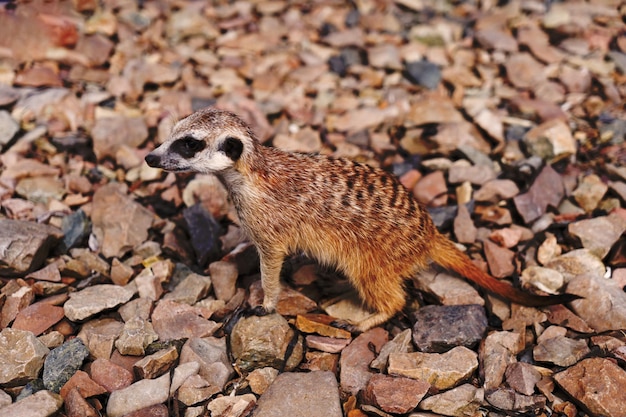 Suricata en las rocas