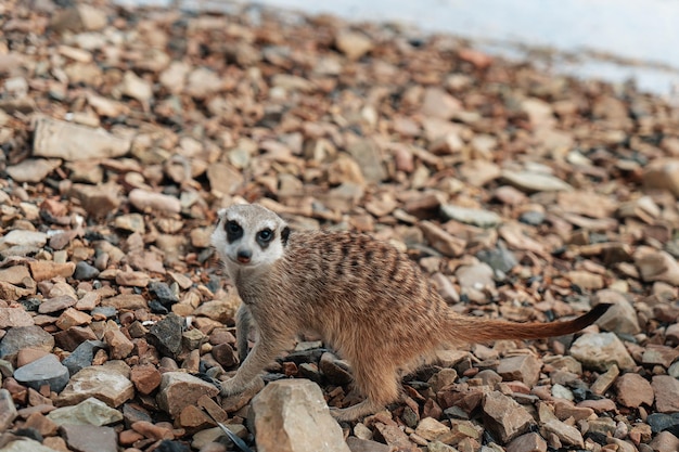 Suricata en las rocas