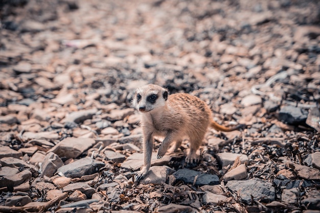 Suricata en las rocas