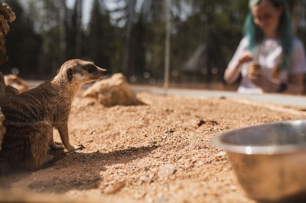 Suricata sobre arena naranja escondidos a la sombra en un clima soleado