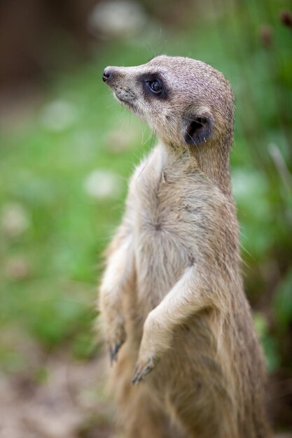 Suricata vigilante em pé de guarda