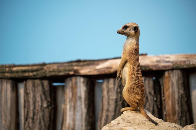 Suricata en zoológico