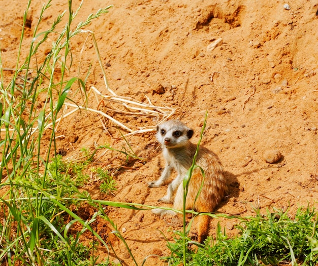 Suricatas día de verano en el zoológico