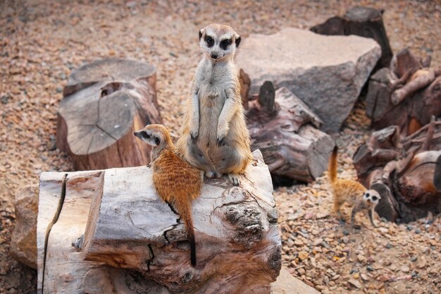 Suricatas (surikats) animales salvajes en la jaula del zoológico