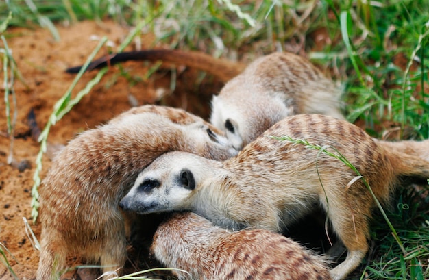 Suricatas en el zoológico