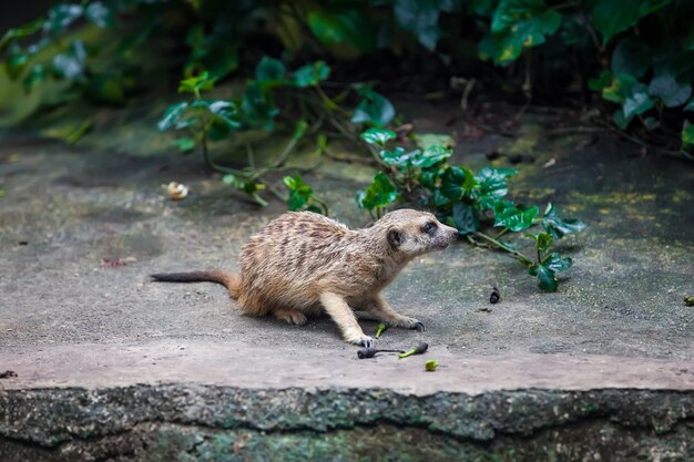 Suricate curios suricate sentado en la piedra