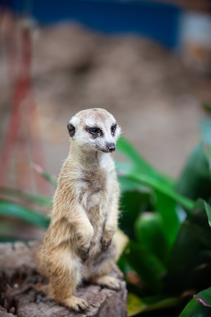 Suricate, Erdmännchen im Zoo.