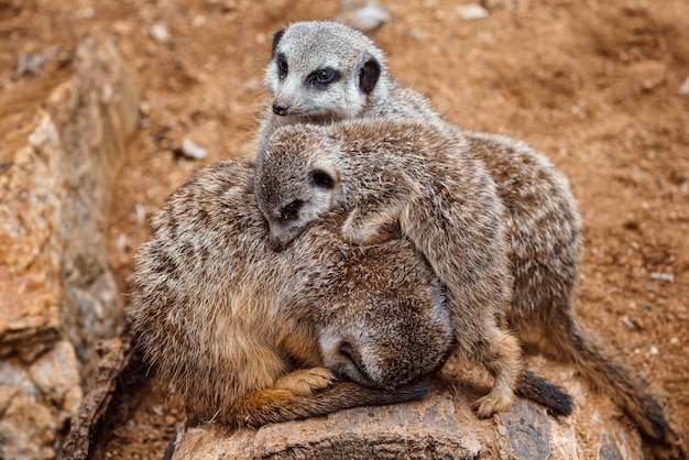 Suricate o suricata Suricata suricatta Fotos familiares de la linda criatura