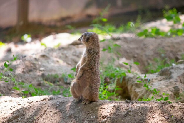 suricato descansando em um tronco em seu aviário fofo animal fofo