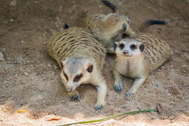 Suricato ou suricate. animais selvagens.