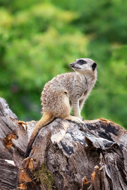 Un suricato solitario monta guardia para el resto de la compañía.