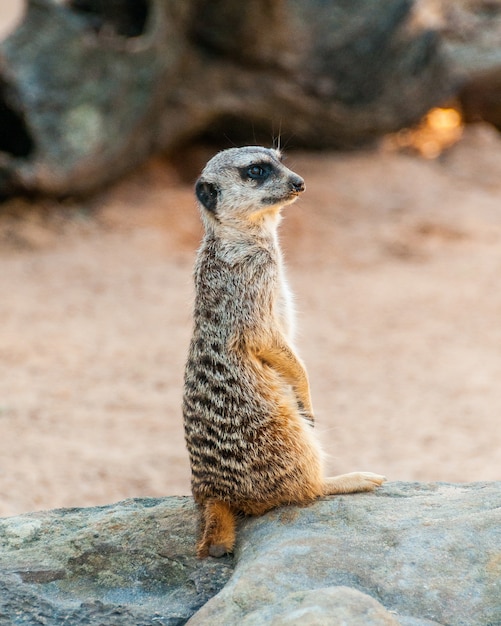 Surikate fofo de Meerkat encontrado no zoológico, Austrália