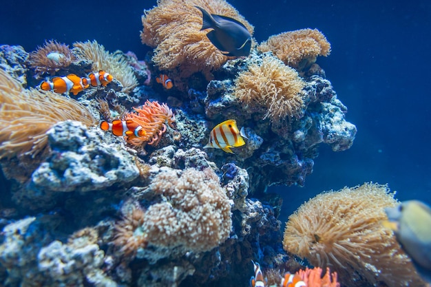 Surpreendentemente belo mundo subaquático com corais peixes coloridos exóticos nadando nas profundezas