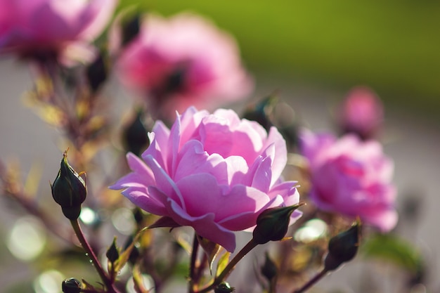 Surrey rose - rosas rosadas de Kordes