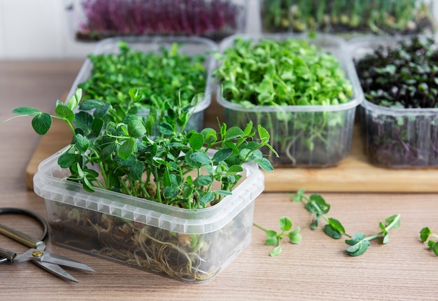 Surtido de micro greens en mesa de madera. Estilo de vida saludable