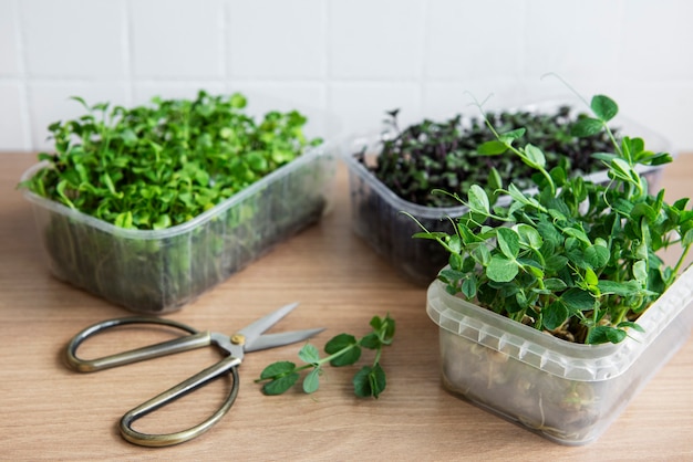 Surtido de micro greens en mesa de madera. Estilo de vida saludable