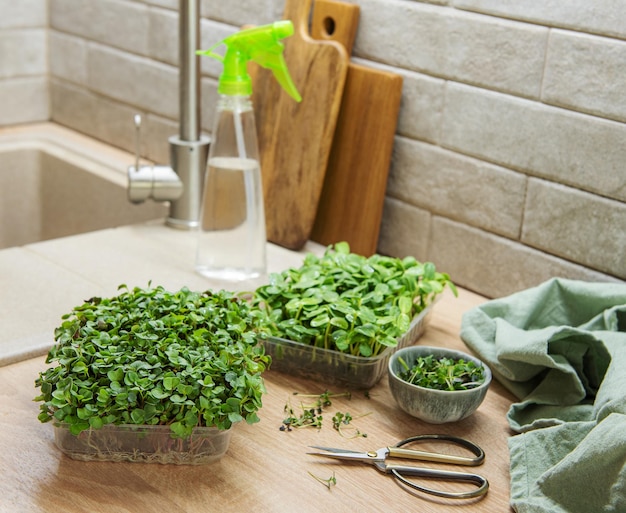 Surtido de micro greens en mesa de madera