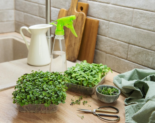 Surtido de micro greens en mesa de madera