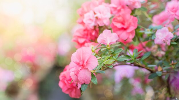 Surtido de rododendros azaleas en flor en macetas en invernadero antiguo.