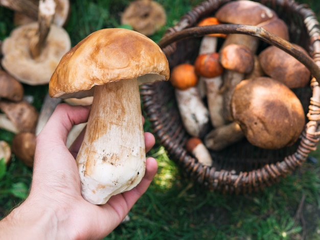 Surtido de setas del bosque en cesta de madera tejida