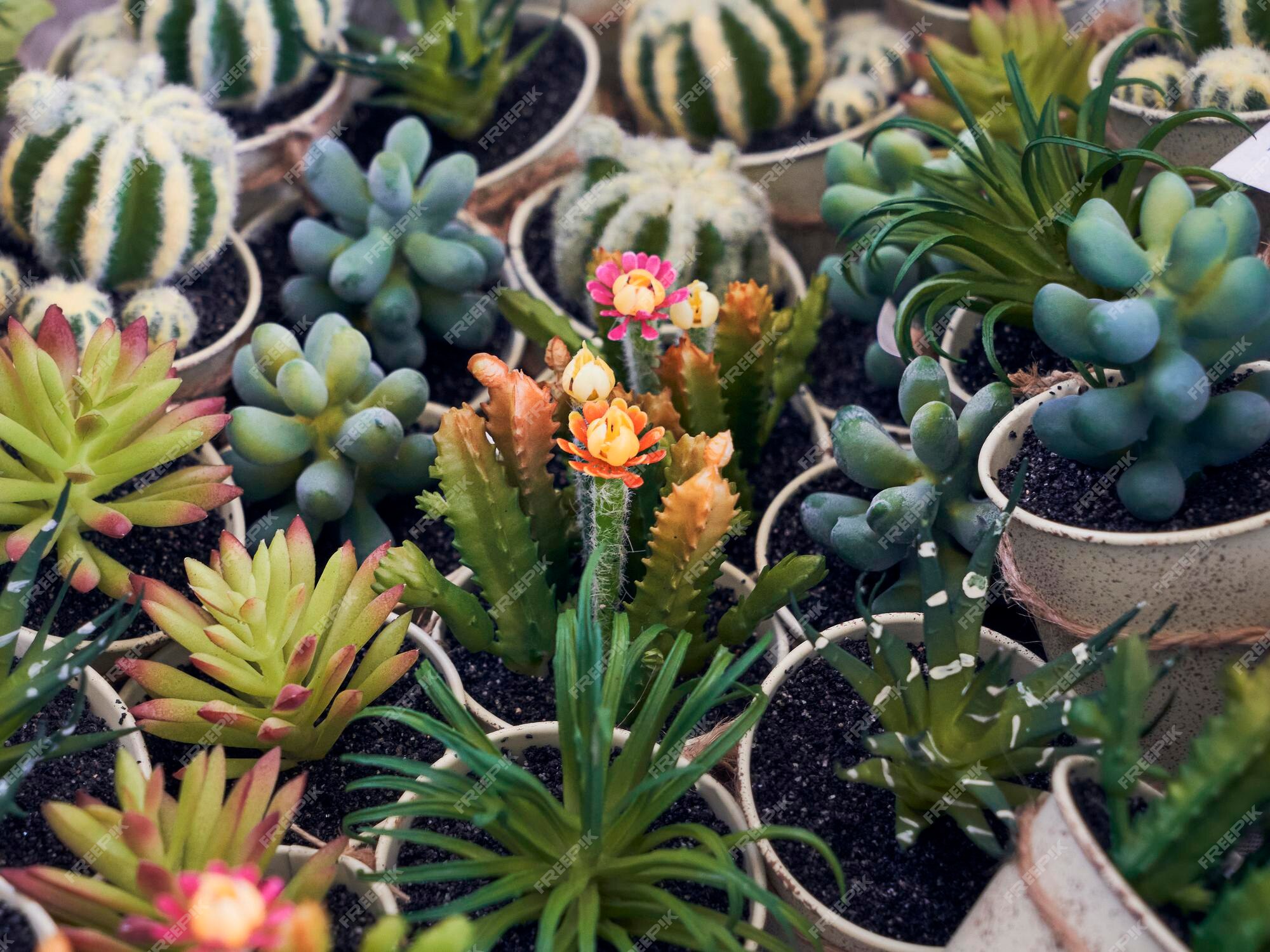 La selva amazónica télex psicología Surtido variado de pequeñas plantas decorativas de cactus | Foto Premium