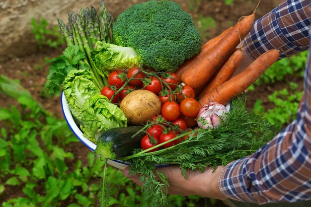 Surtido de verduras maduras de la huerta en manos de los granjeros Concepto de cosecha mercado agrícola orgánico bio alimentos entrega cero desperdicio concepto ecológico