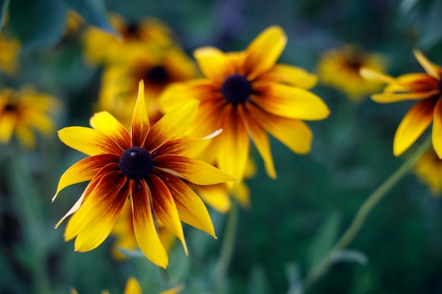 Susan de ojos negros florece en el jardín