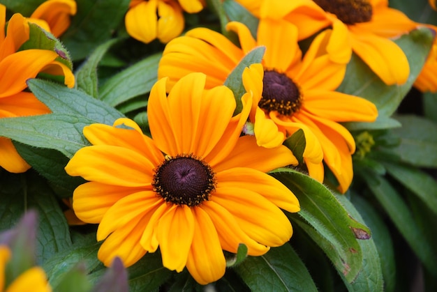 Susans Rudbeckia hirta de olhos pretos amarelos florescendo em uma planta em vaso de jardim de verão