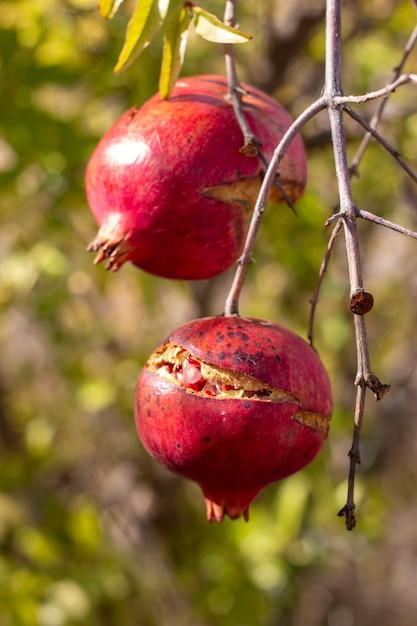 Suspensão de frutas de romã