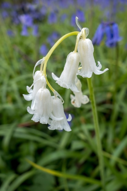 Sussex Bluebells