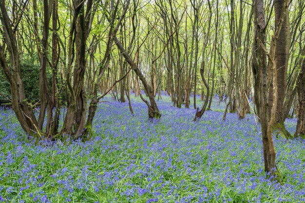 Foto sussex bluebells