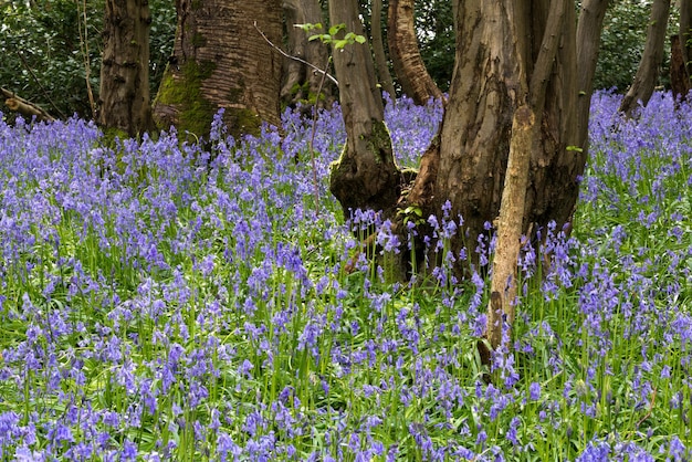 Sussex Bluebells