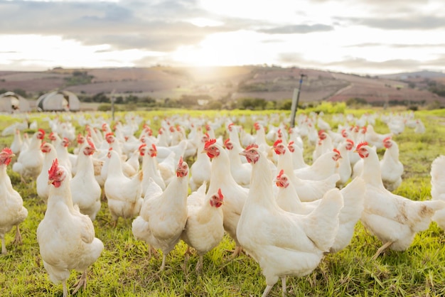 Sustentabilidade da fazenda e bando de galinhas na fazenda para avicultura orgânica e pecuária Reflexo de lente com galinha galo e animais de aves no campo rural na primavera para ovos de carne e proteína