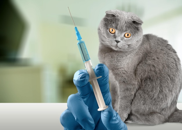 Susto de gato em pânico de seringa de injeção ou vacina. Vacinação para animais - sem pânico pandêmico.