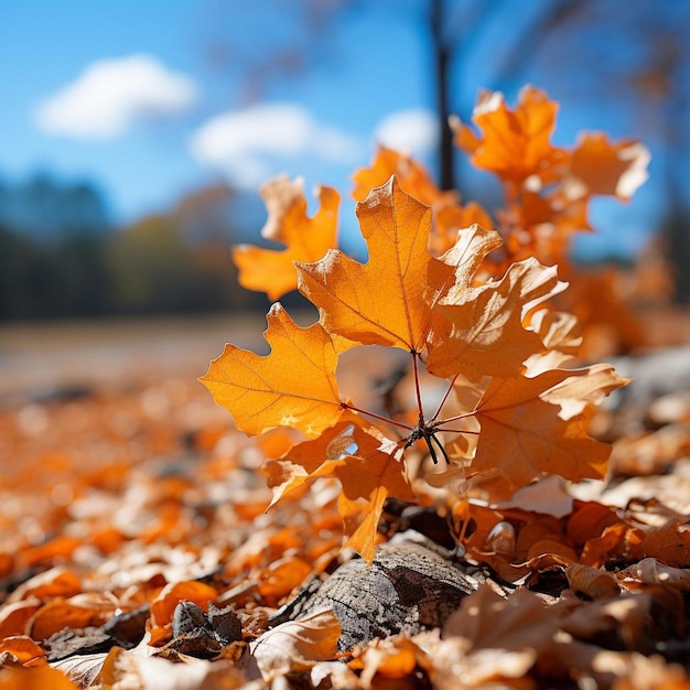 Los susurros del arce en el viento Foto de paisaje de otoño